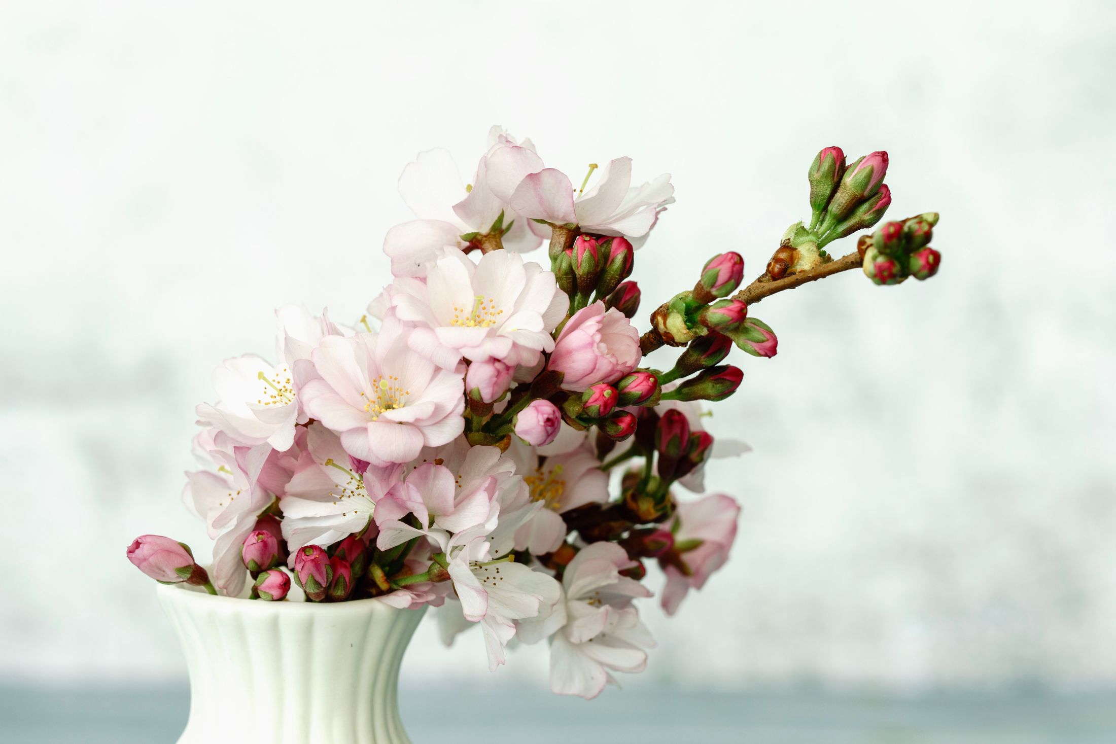 Blossom branches in a vase against a soft, sunlit wall